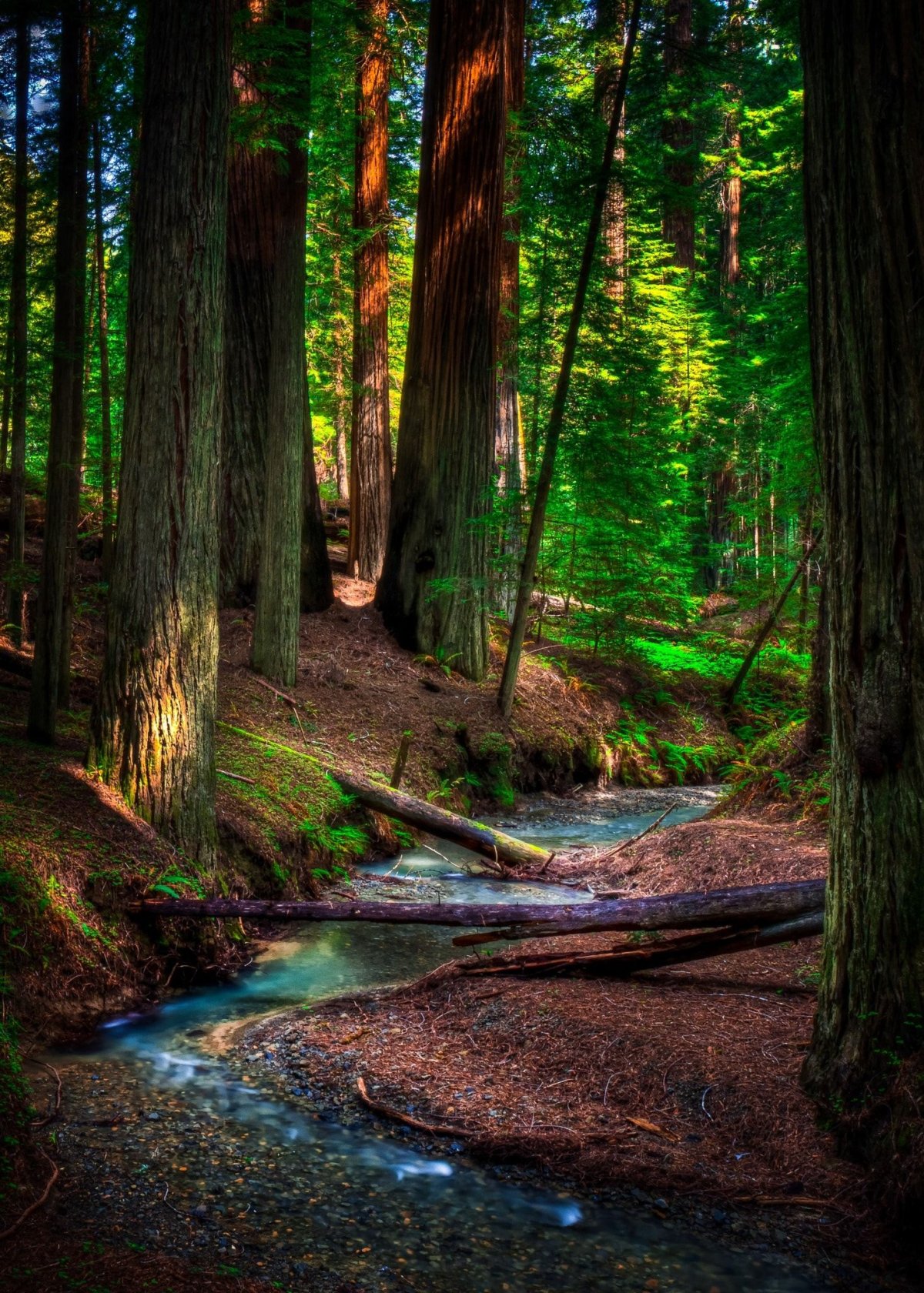 Красивые леса