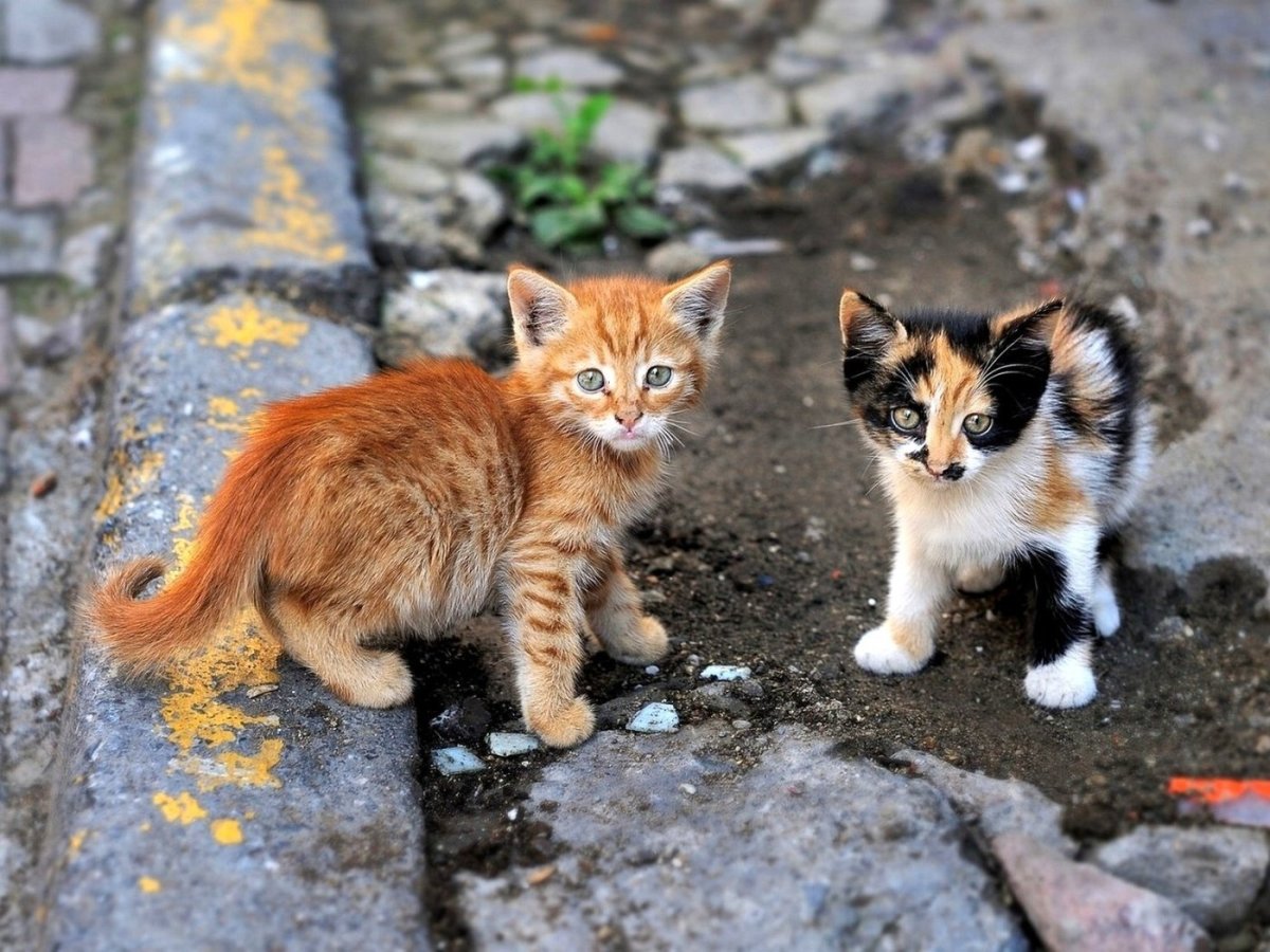 Уличный котенок