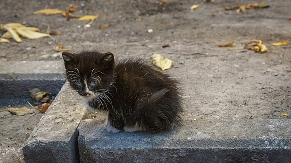 Бездомные котята