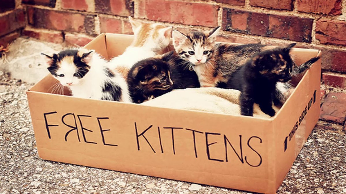 Котята в коробке