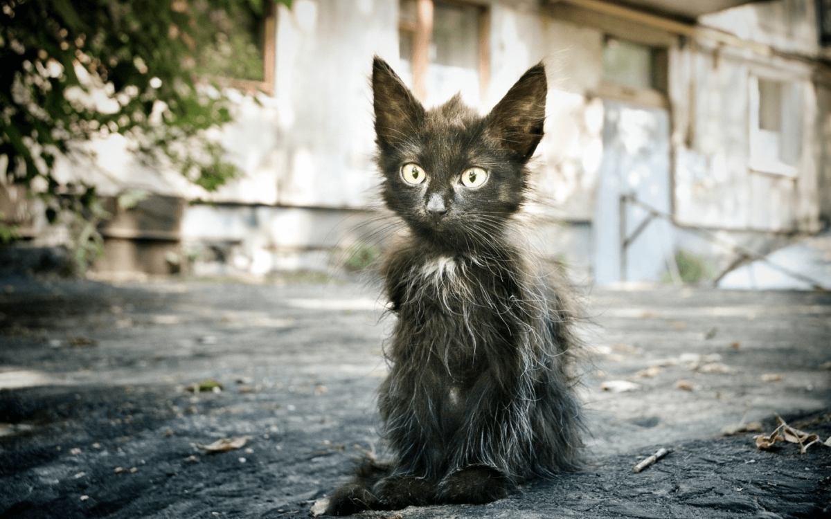 Бездомный кот
