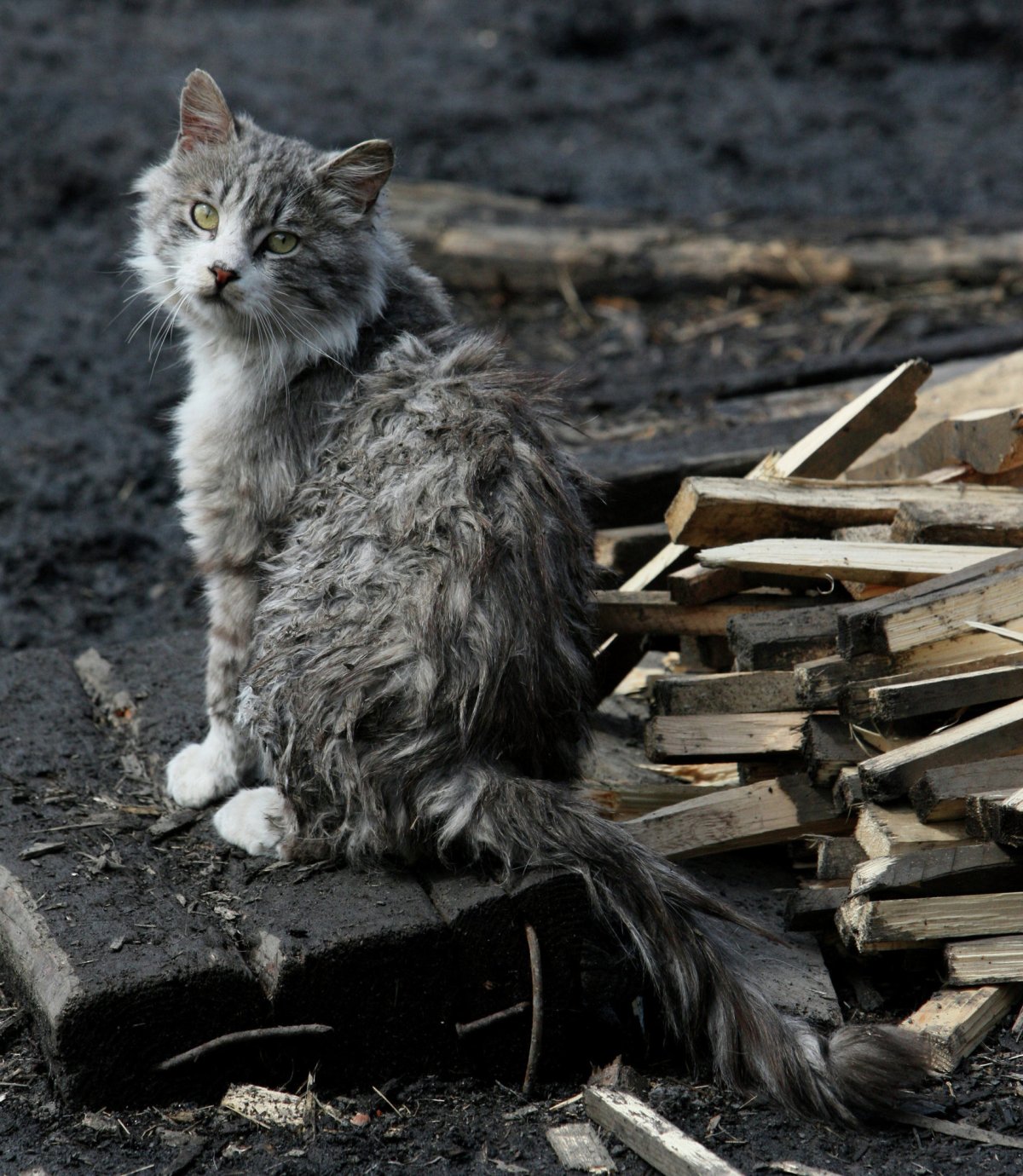 Бездомный кот