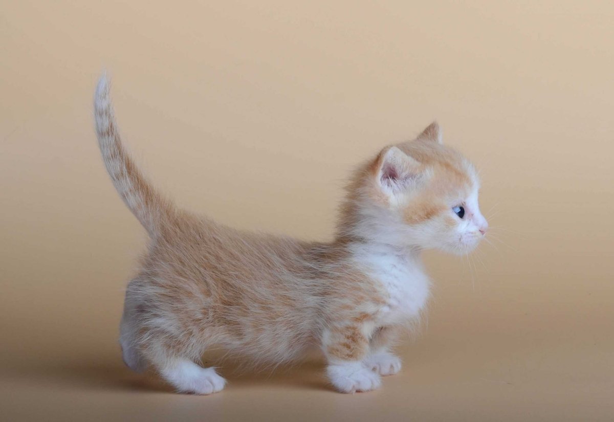 Манчкин кот