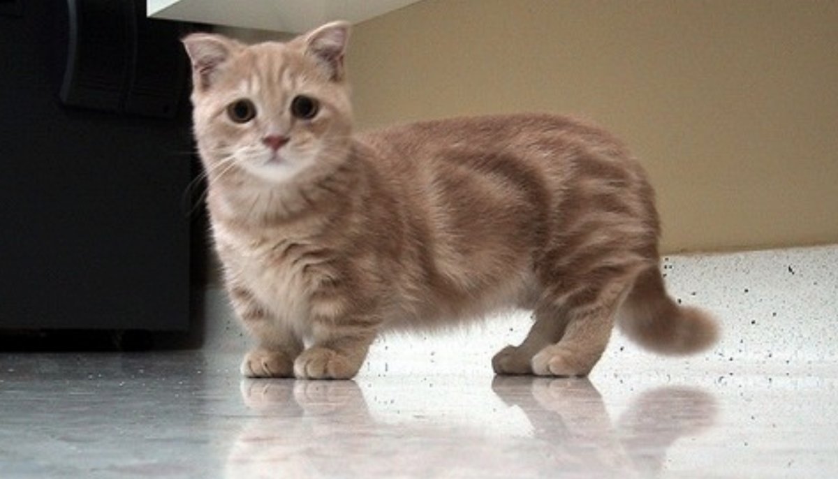 Кошка Манчкин котята