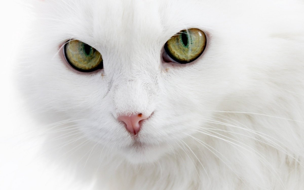 Кошкина мордашка