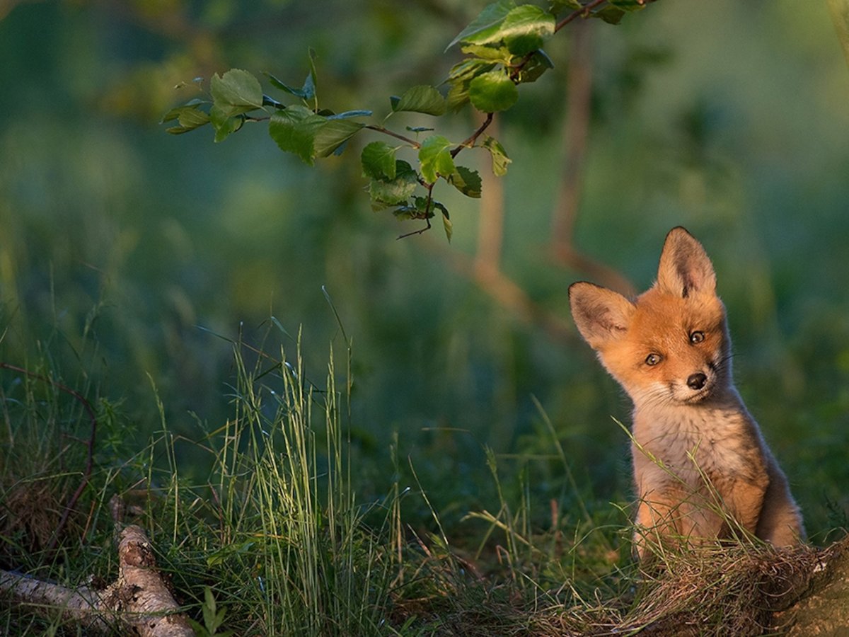 Природа с животными
