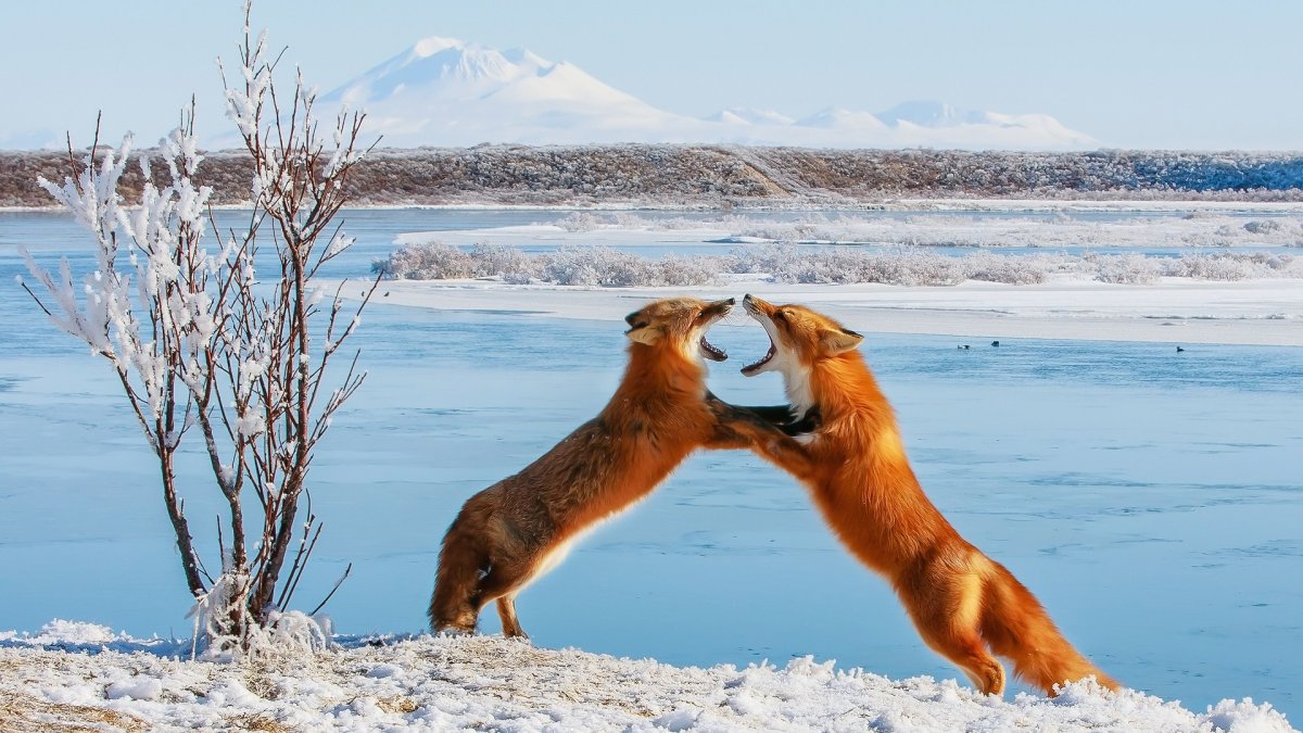 Дикая природа Аляски National Geographic