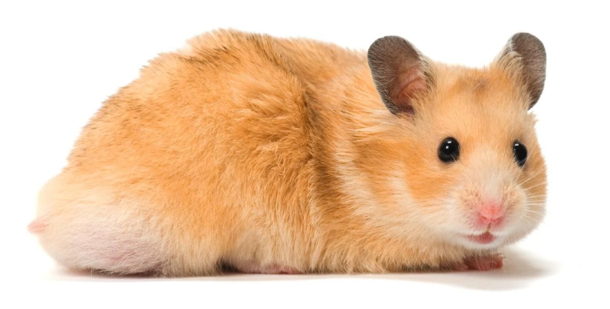 Сирийский хомяк сбоку