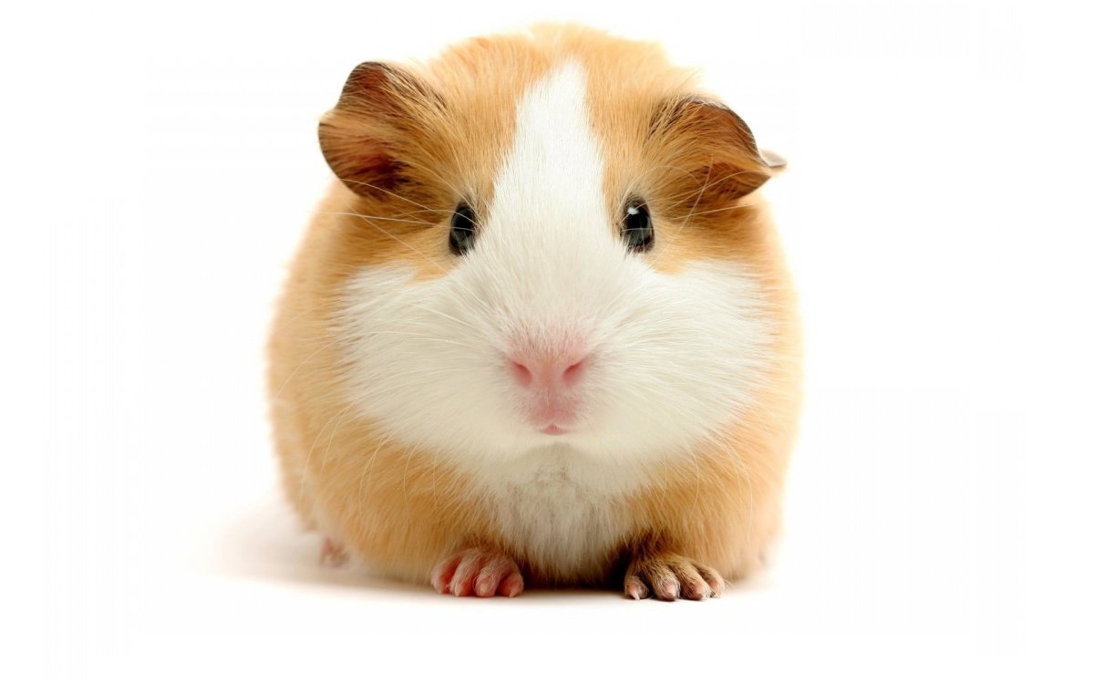 Hamster picture