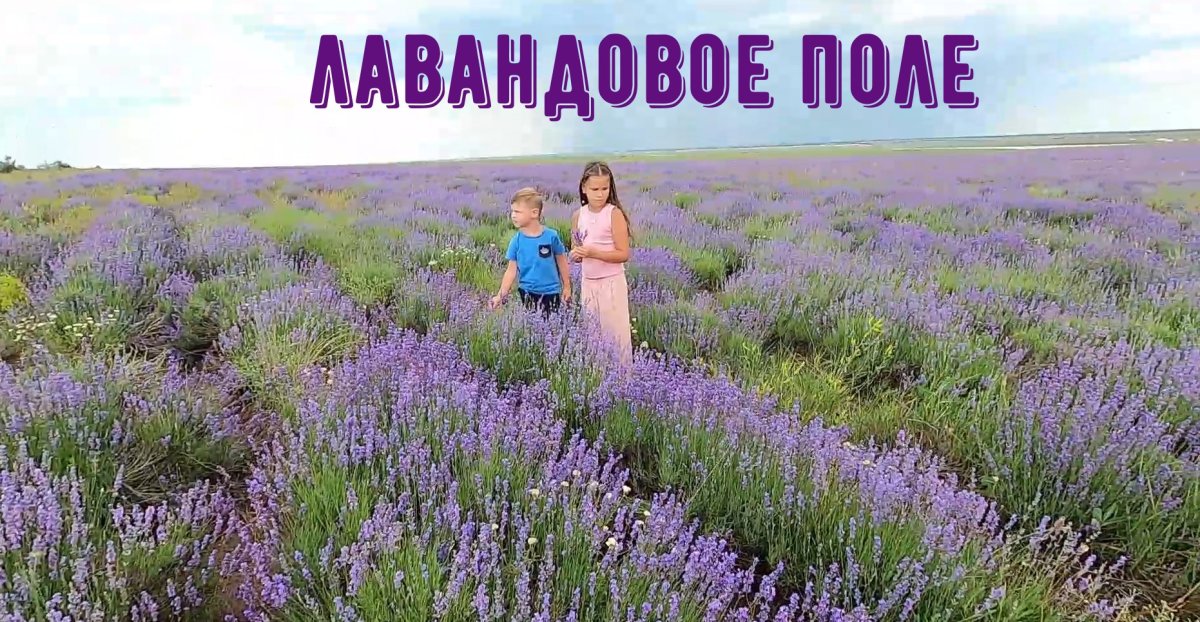 Фотосессия в лавандовом поле