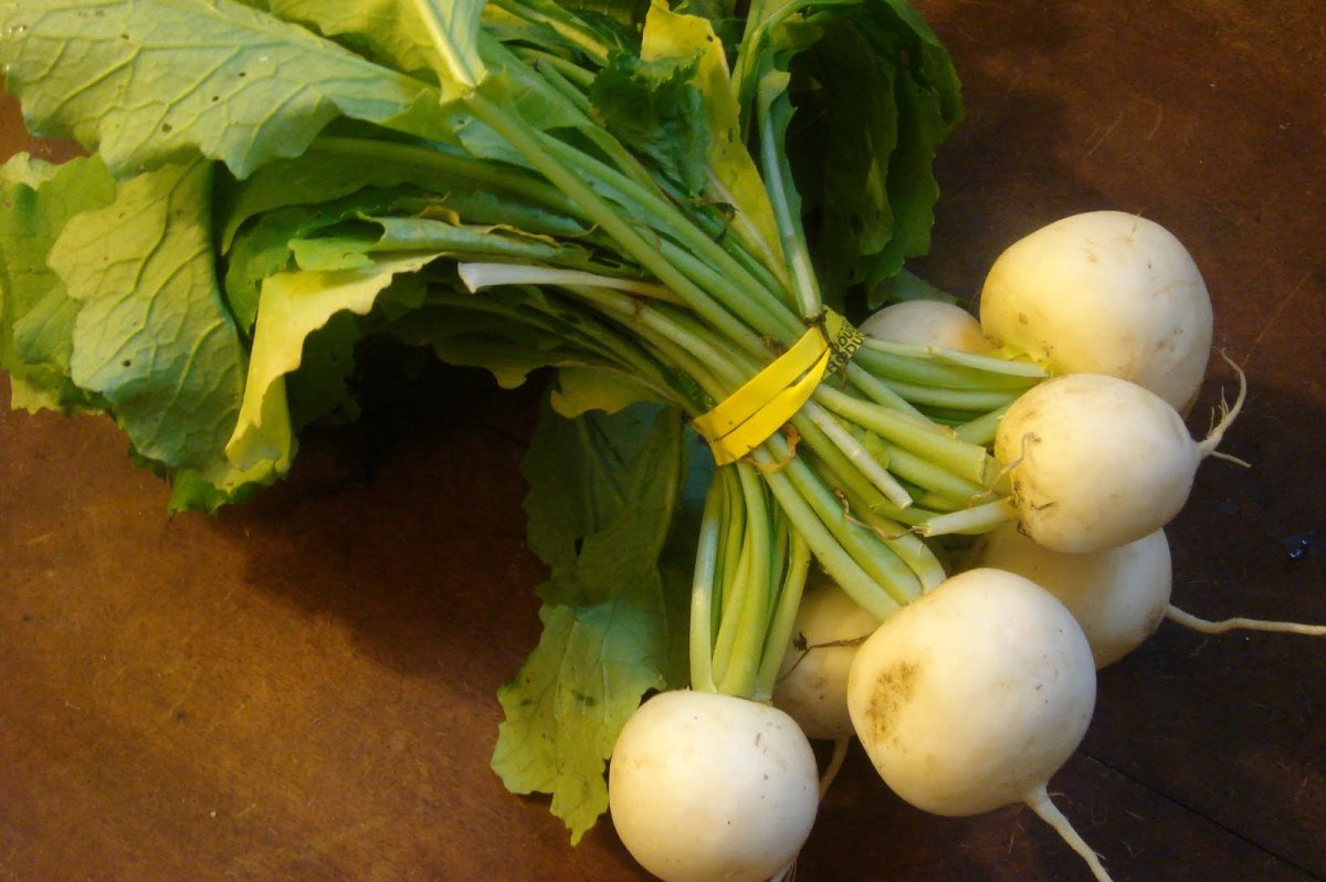 Репа (Brassica Rapa)