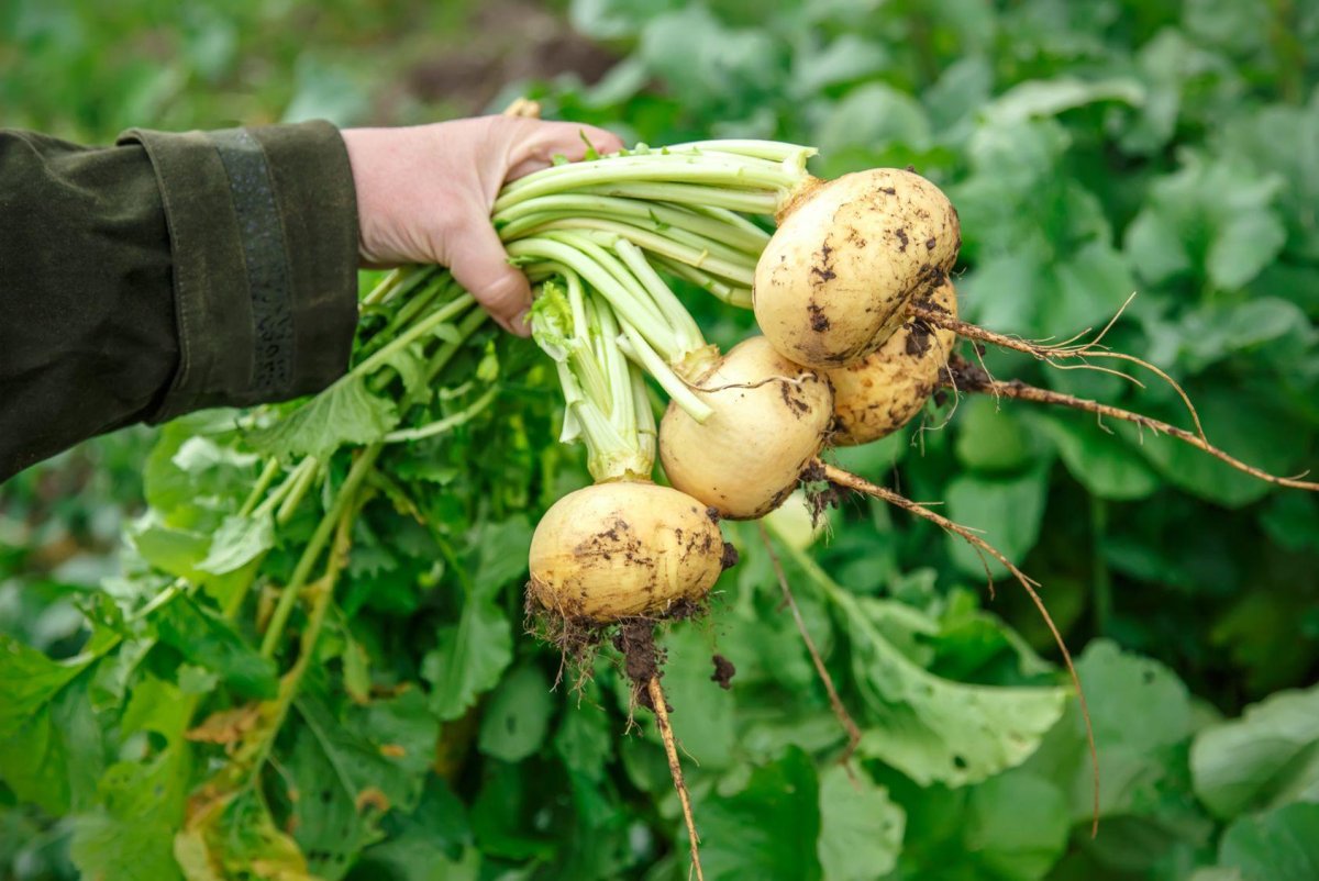 Репа (Brassica Rapa)