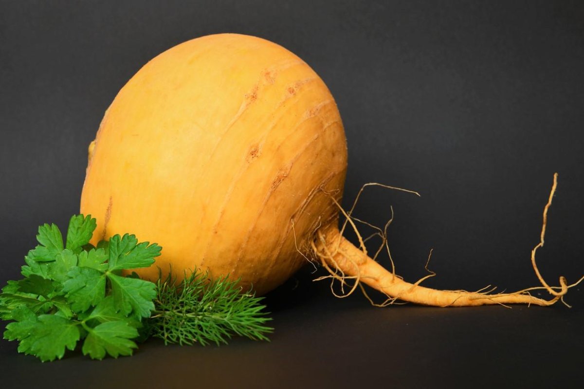 Репа (Brassica Rapa)