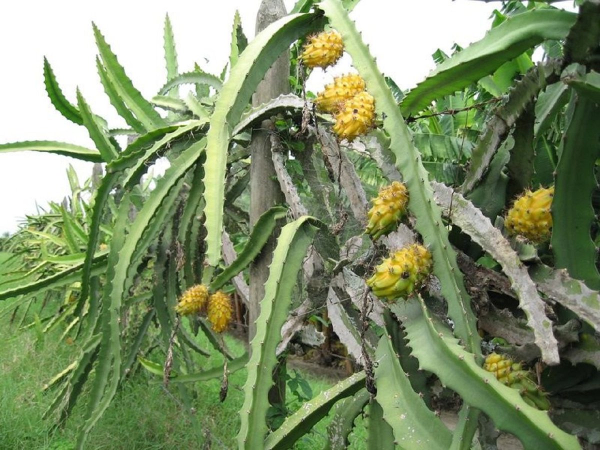 Hylocereus megalanthus