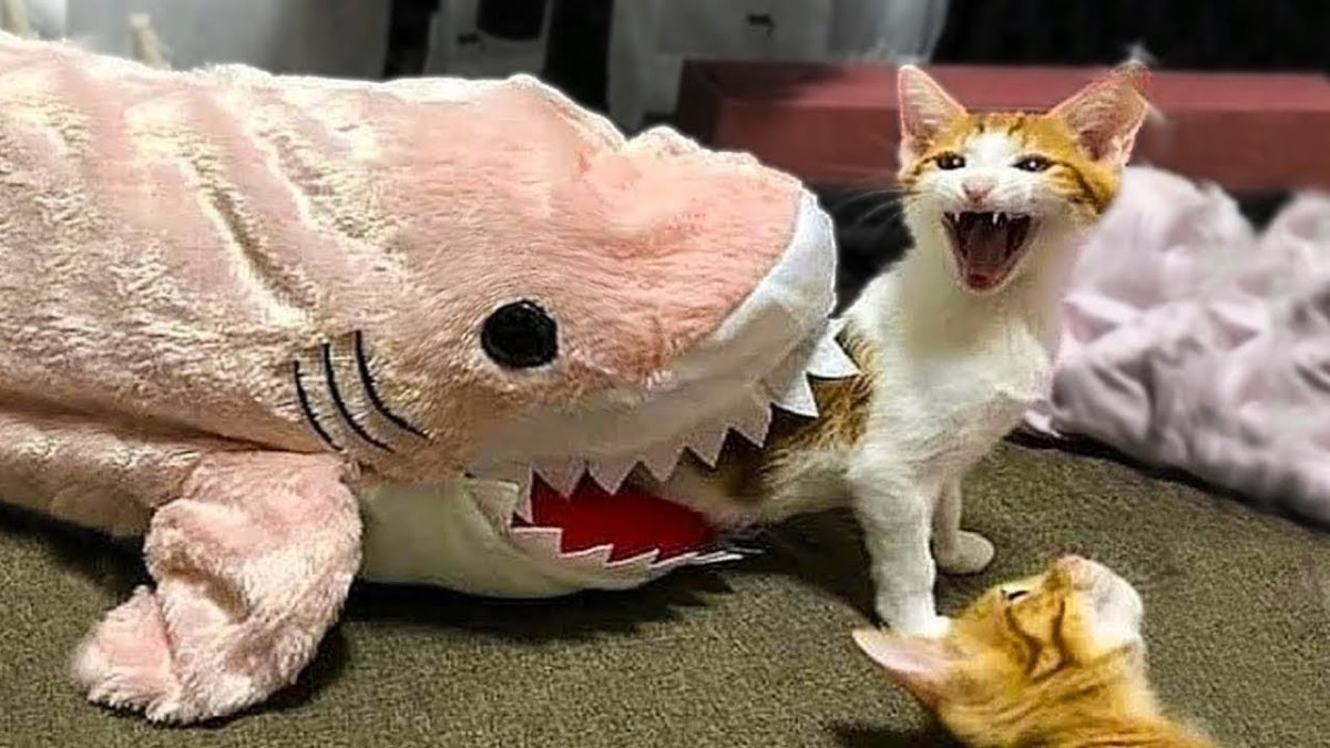 Приколы с котами 2019