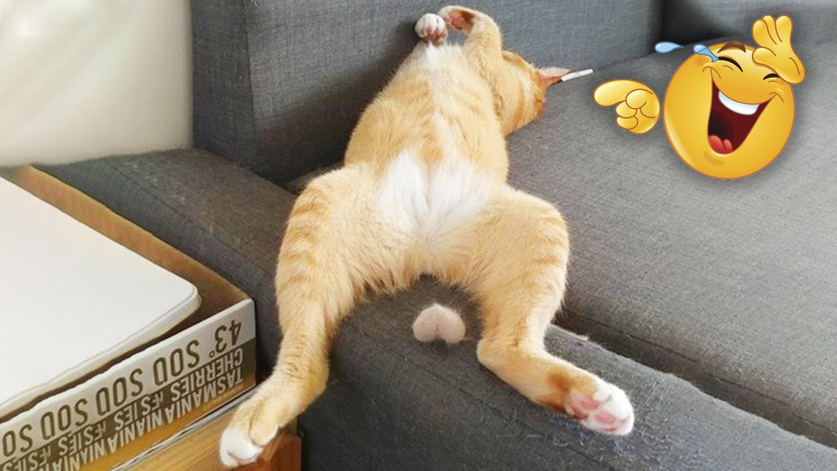 Ржачные коты