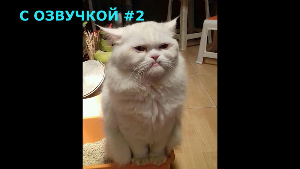 Приколы с котами до слез с озвучкой