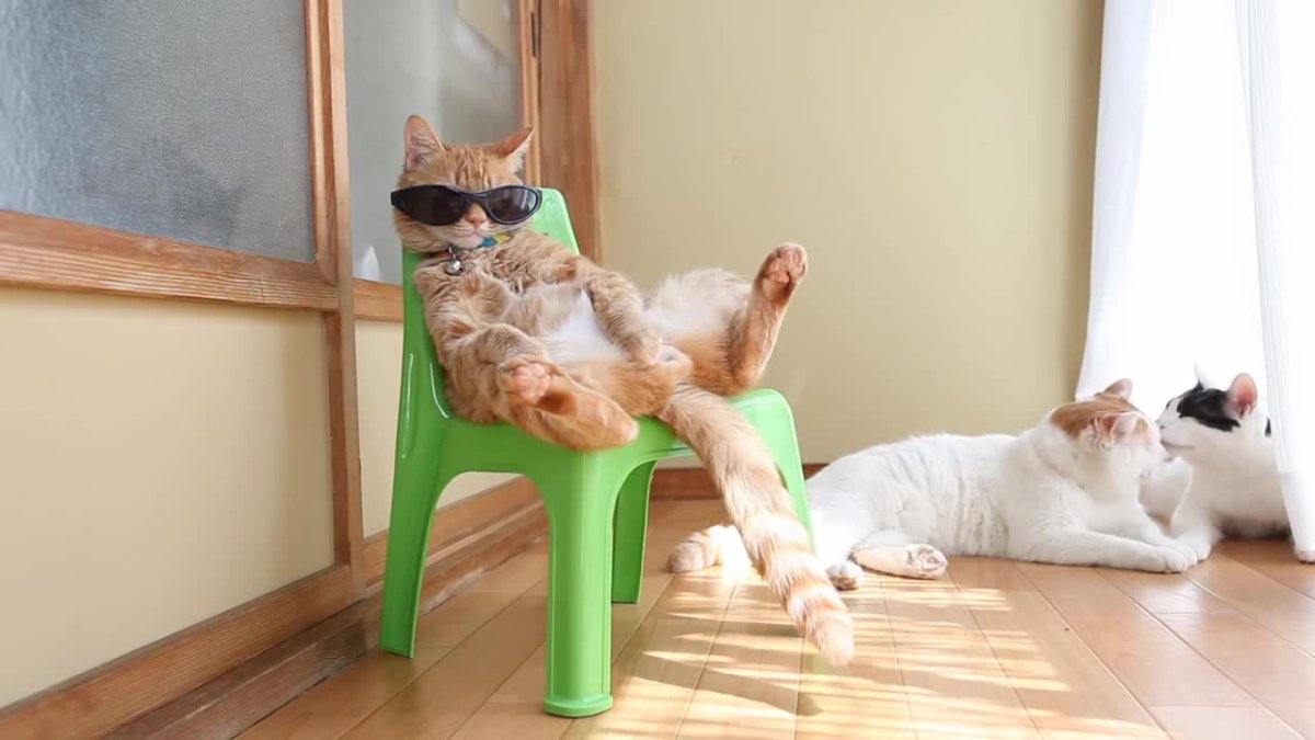 Кошачий релакс