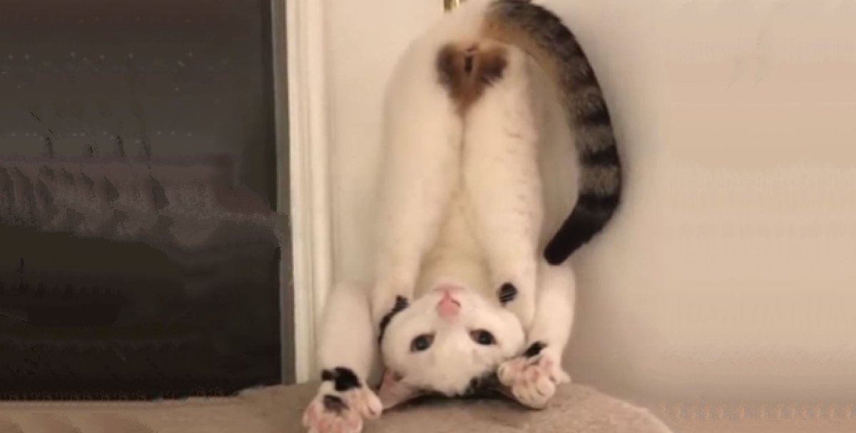Кошка стриптизерша