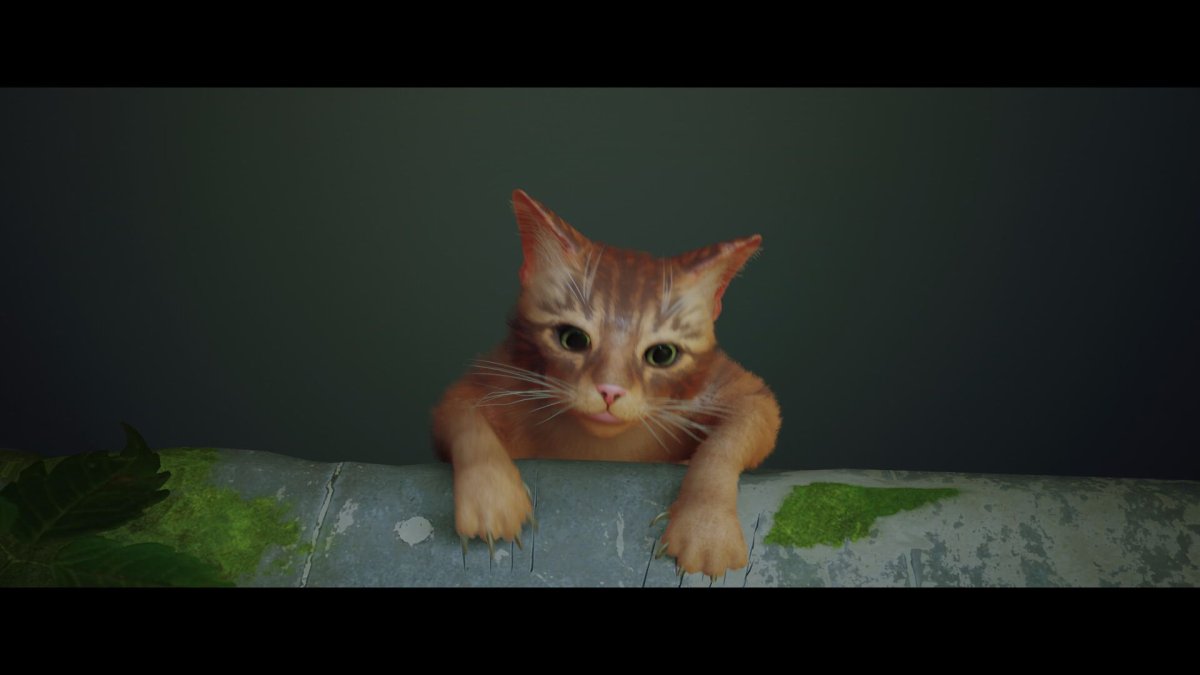 Один кот