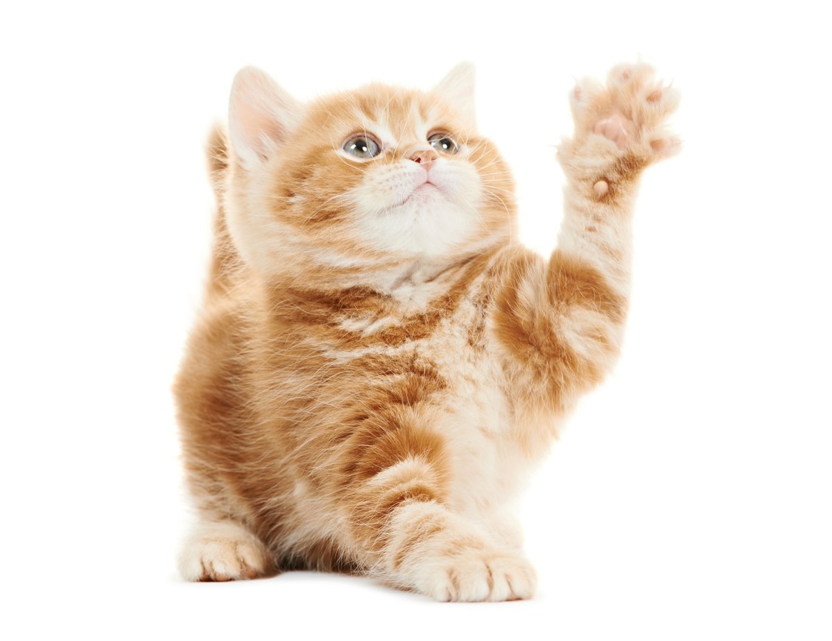 Кошка играет лапой
