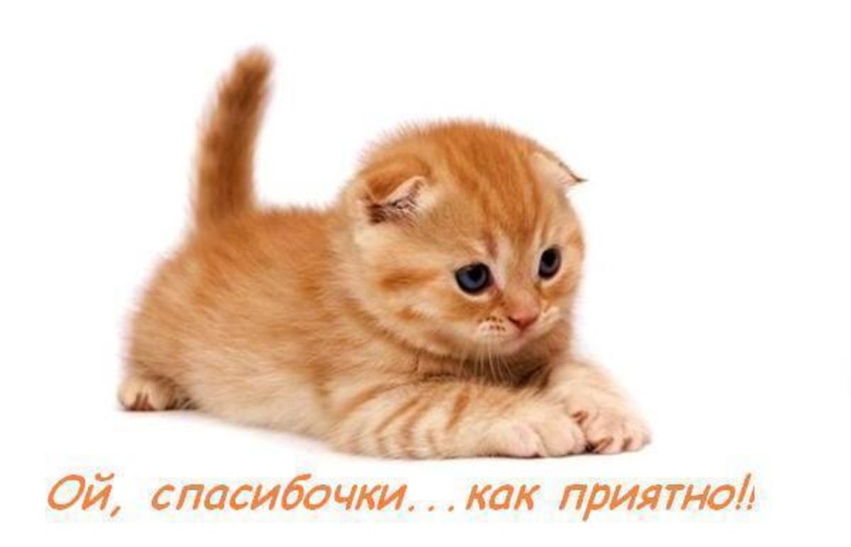 Рыжий котёнок