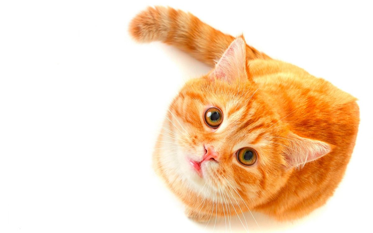 Рыжий котик