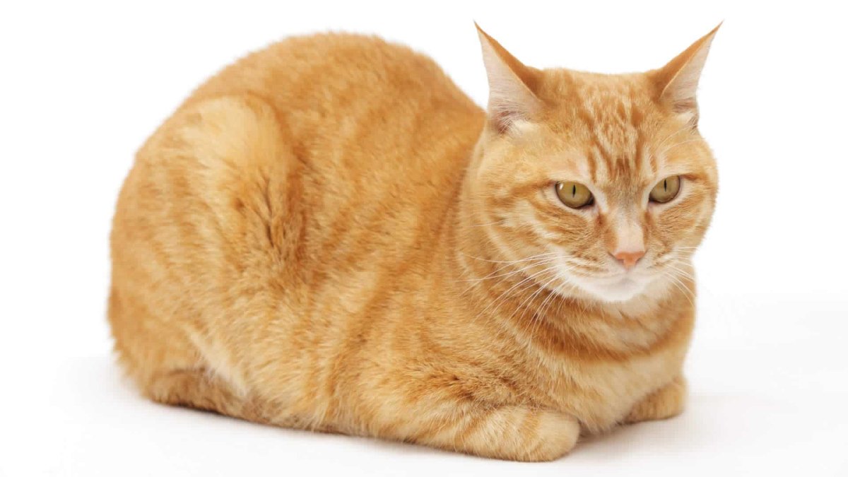 Кот лежит буханкой