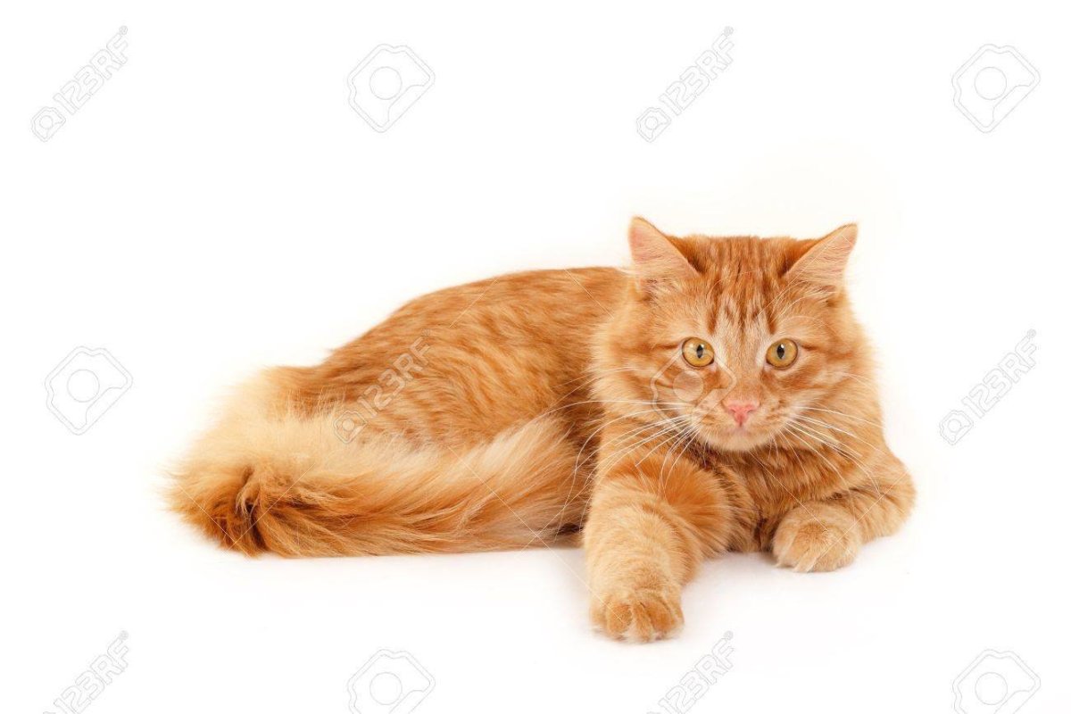 Рыжие коты на белом фоне