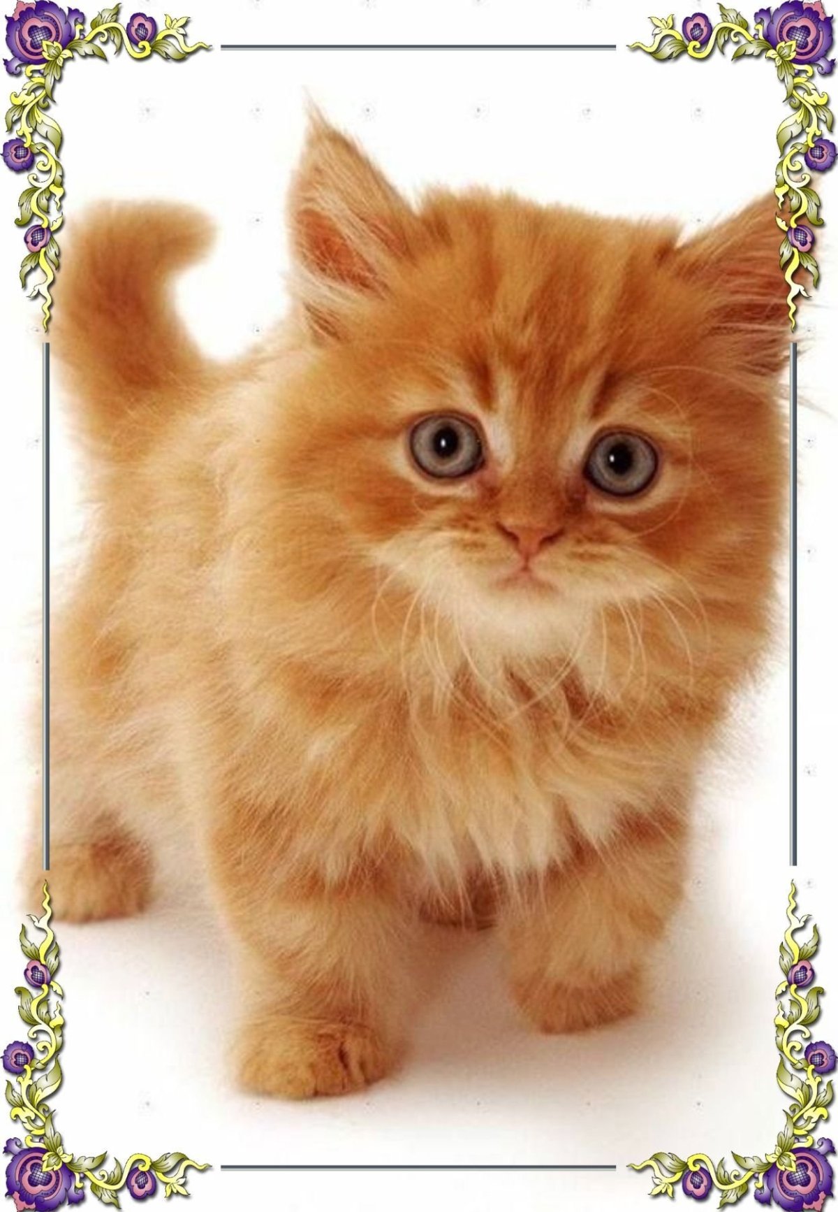 Рыженький котенок