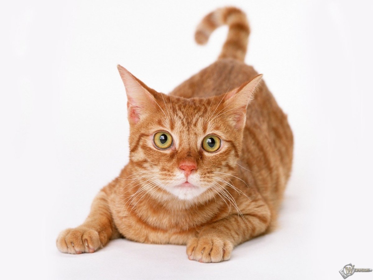 Рыжий котик
