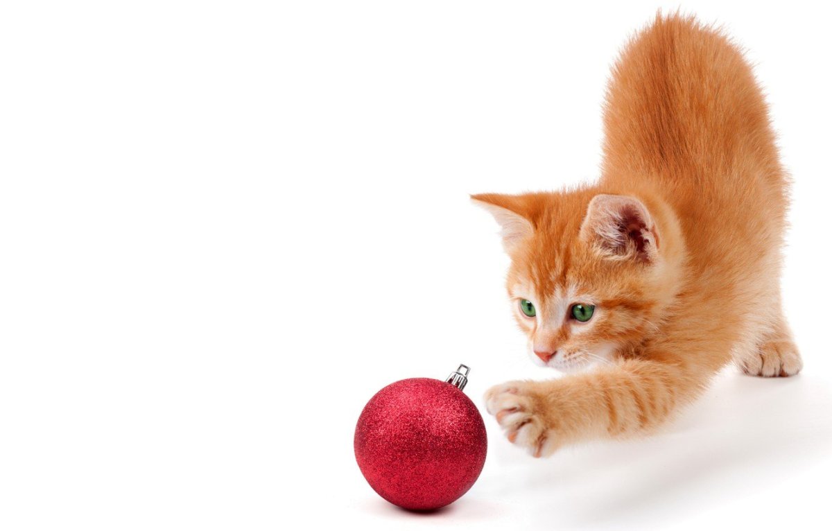 Котенок играющий с клубком