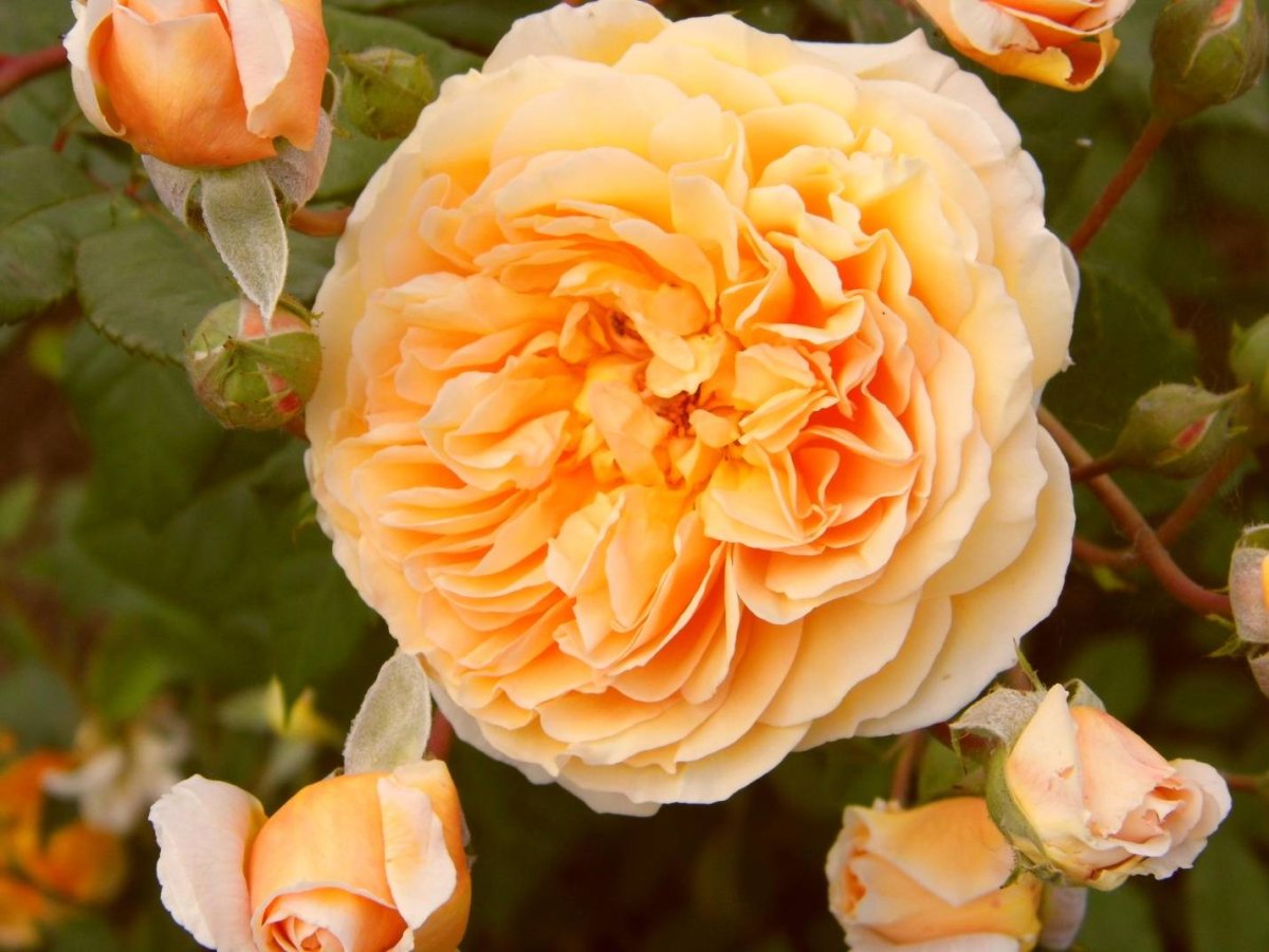 Роза английская Crown Princess Margareta
