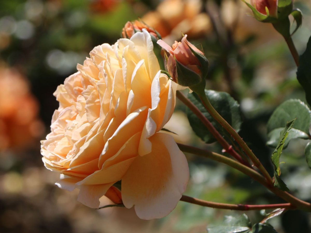 Краун принцесс Мэргэрит Crown Princess Margareta