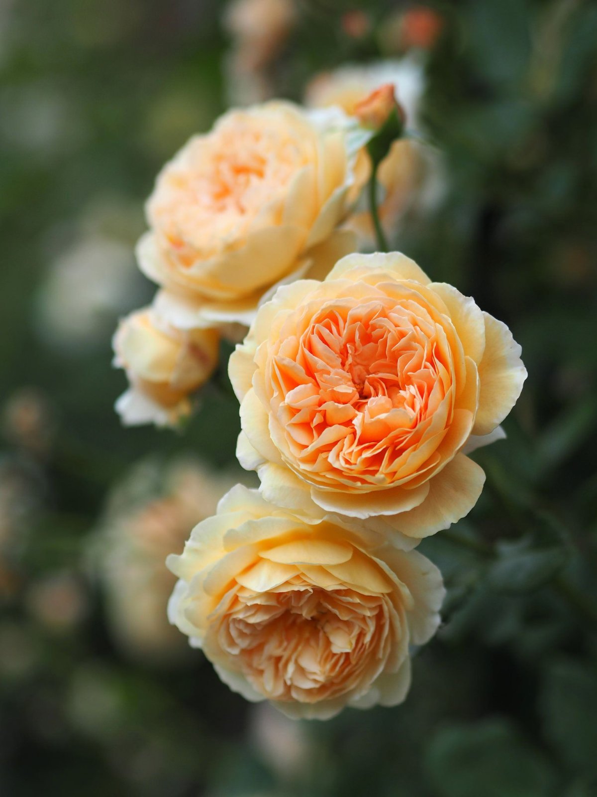 Розы Остина Crown Princess Margareta