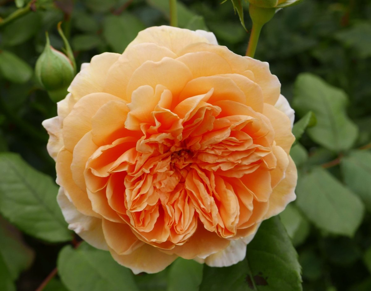 Роза Crown Princess Margareta двулетка