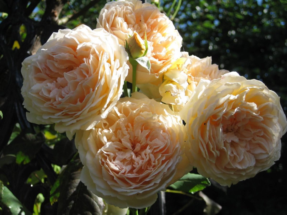 Розы Остина Crown Princess Margareta