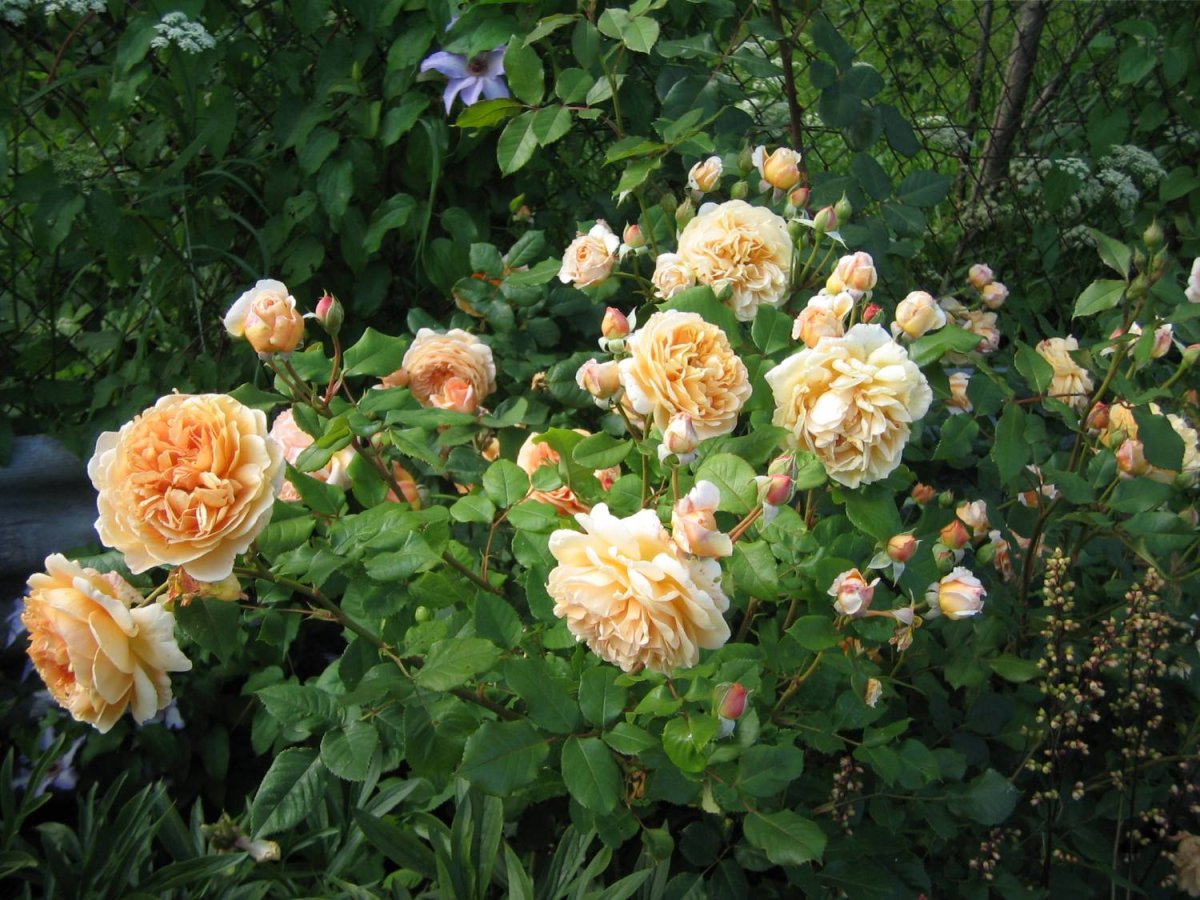 Роза Crown Princess Margaretha