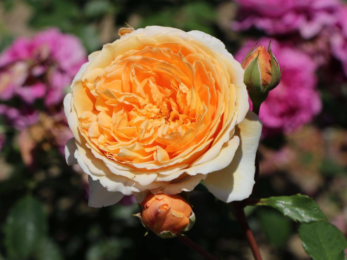 Розы Остина Crown Princess Margareta