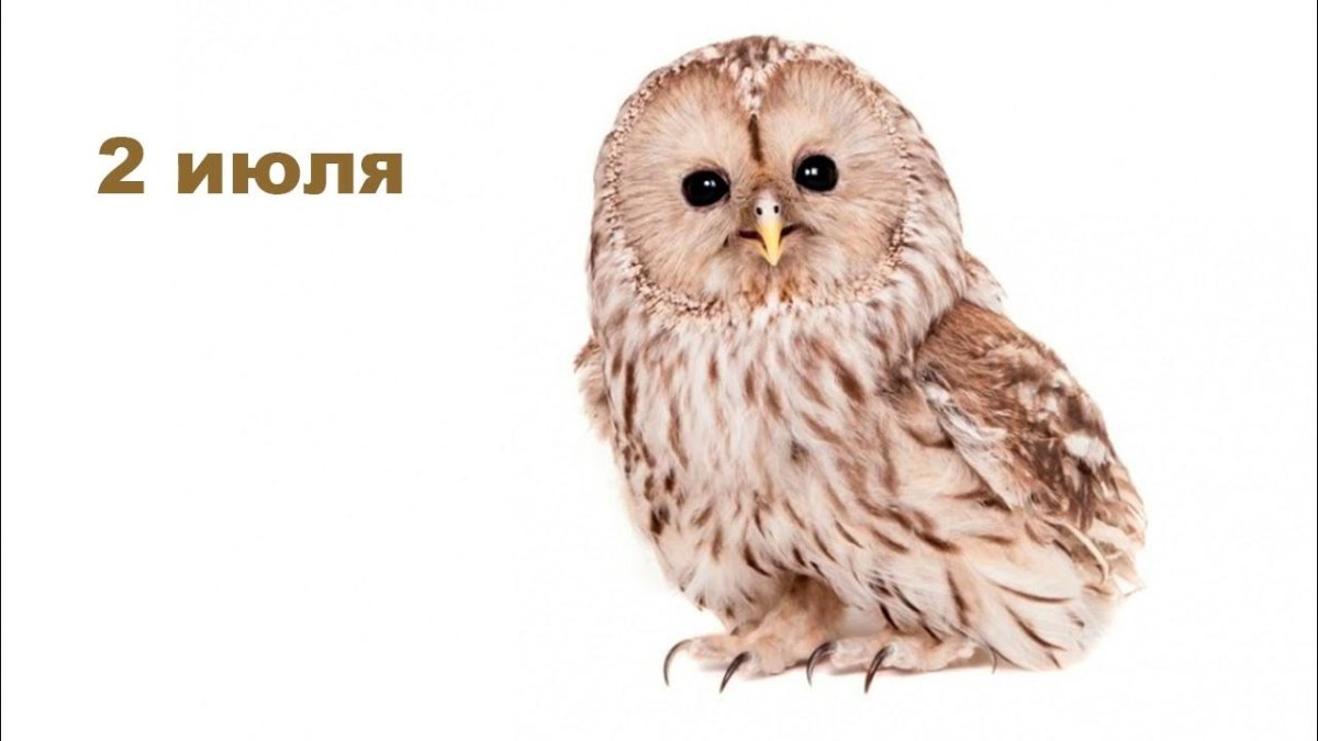 Сыч на белом фоне