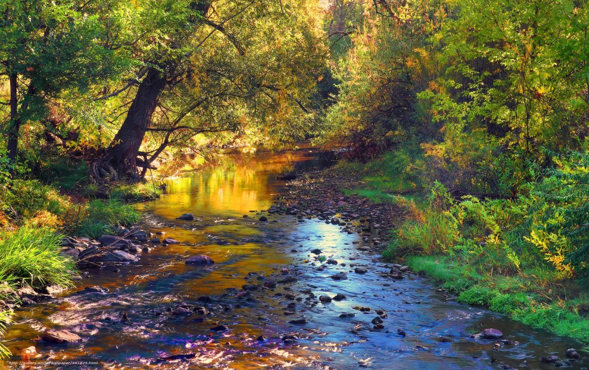 Речка в лесу