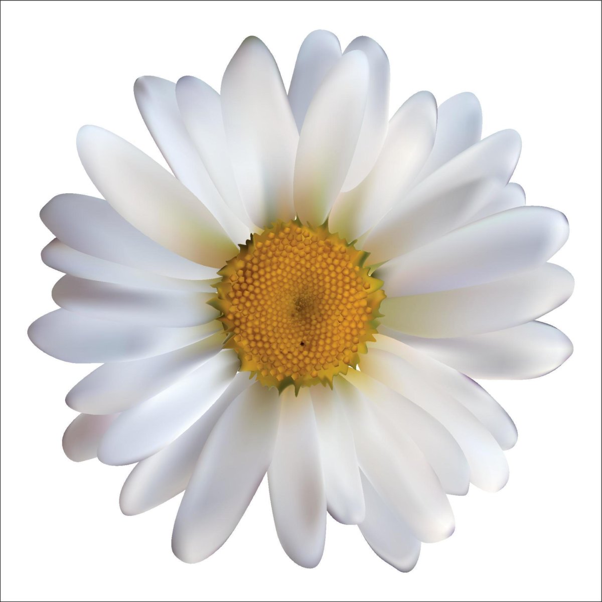 Chamomile и Daisy разница