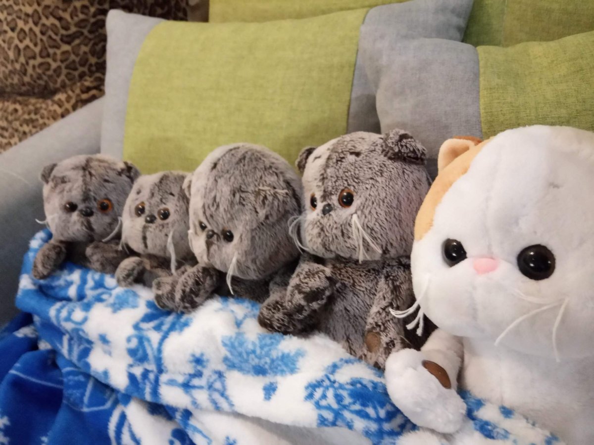 Кот Басик