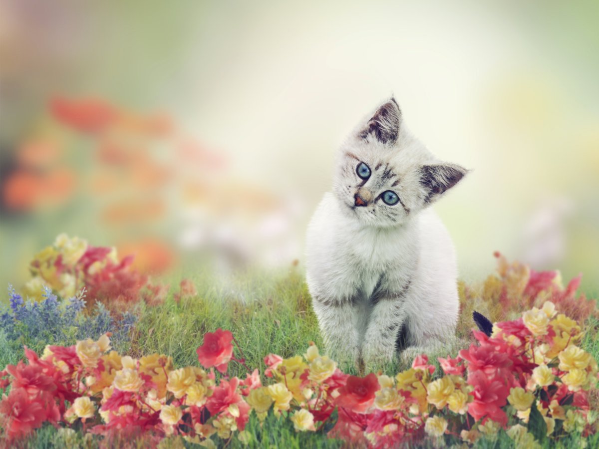 Котик с цветочком