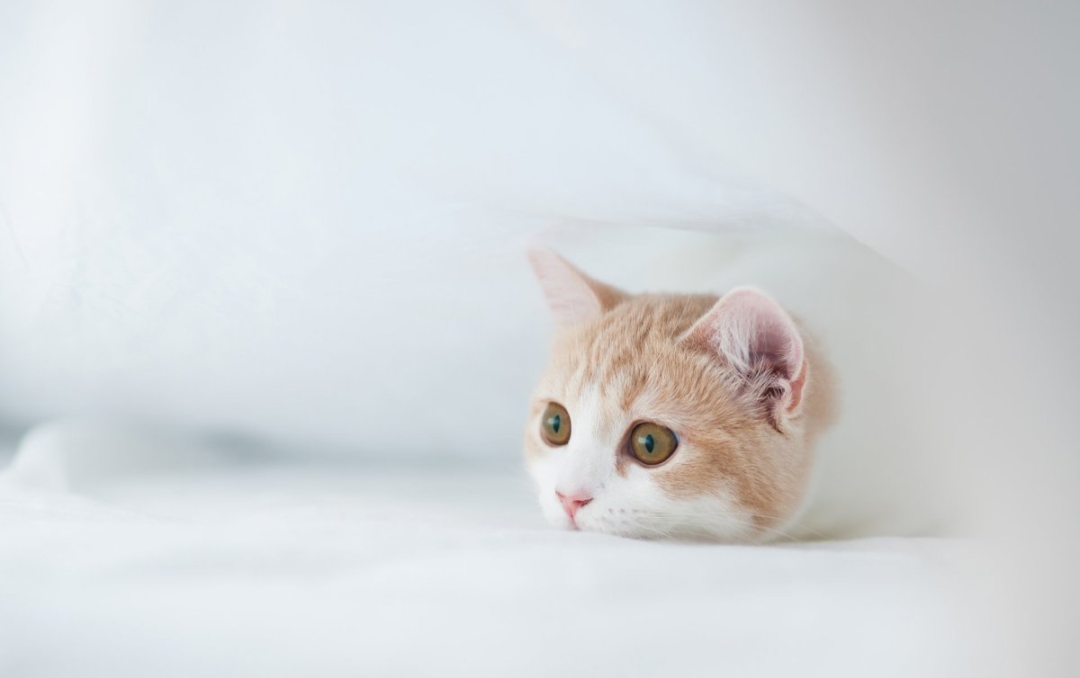 Котик на Светлом фоне