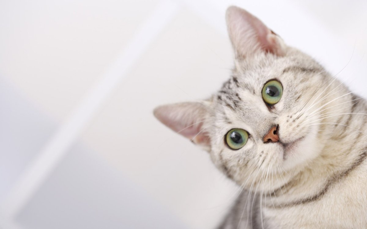 Любопытный котик
