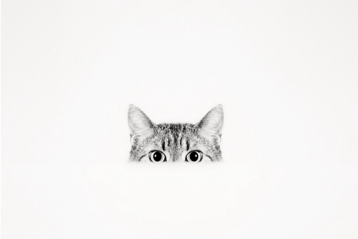 Кошка Минимализм