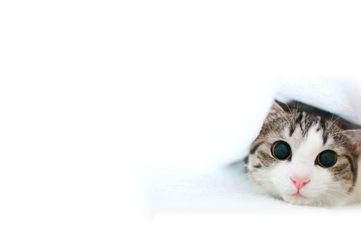 Кот выглядывает