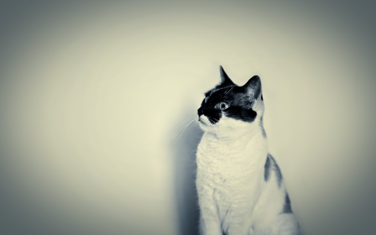 Фон с котами