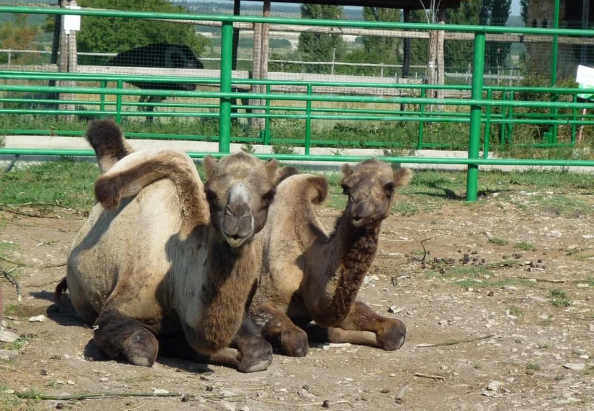 Парк живой природы Додо в Анапе
